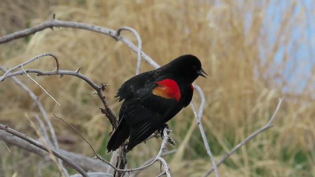 Red-winged Blackbird - ML439059381