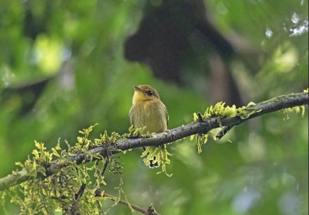 Yellow-throated Spadebill - Jose Illanes