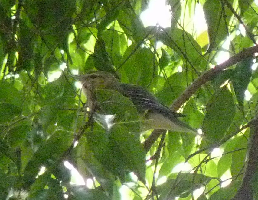 Bay-breasted/Blackpoll Warbler - ML43906111
