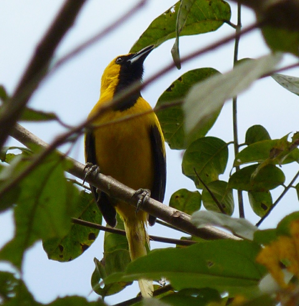 Yellow-tailed Oriole - ML43906151