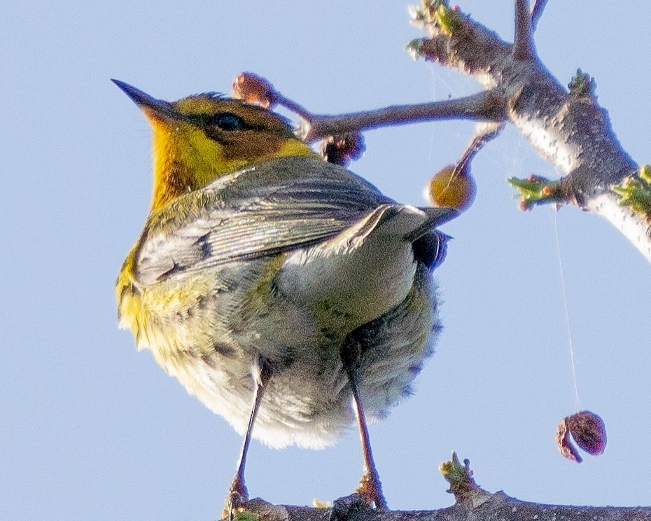 Cape May Warbler - ML439066201