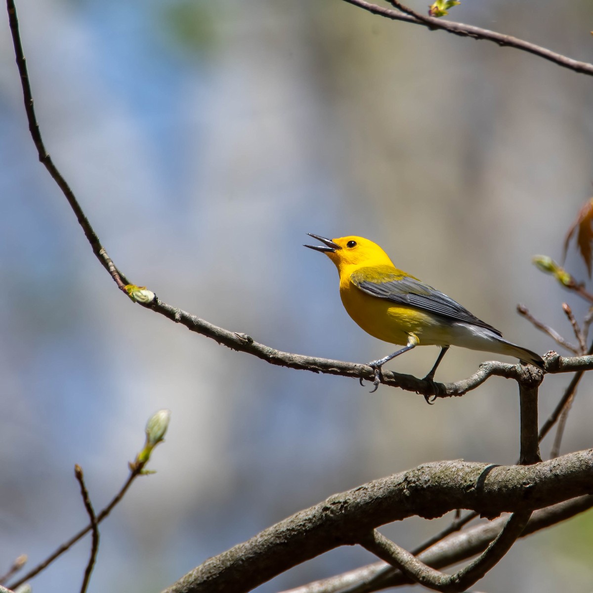 Prothonotary Warbler - ML439068621