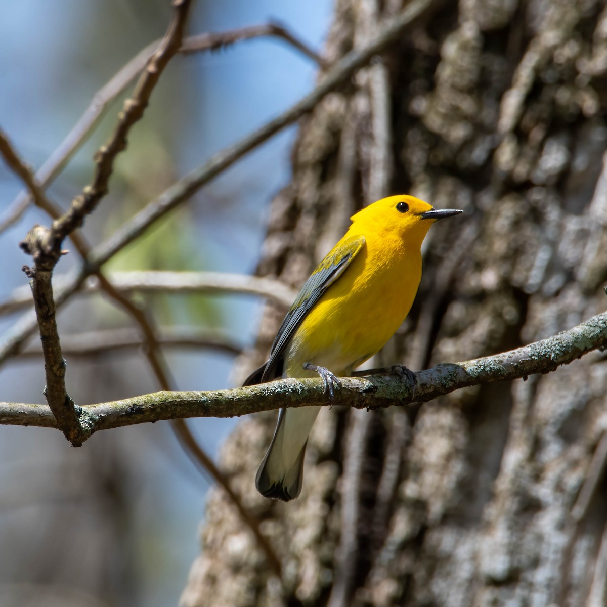 Prothonotary Warbler - ML439068641