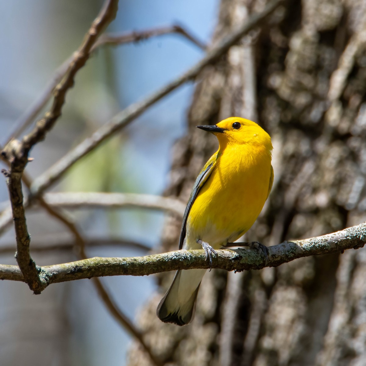 Prothonotary Warbler - ML439068661