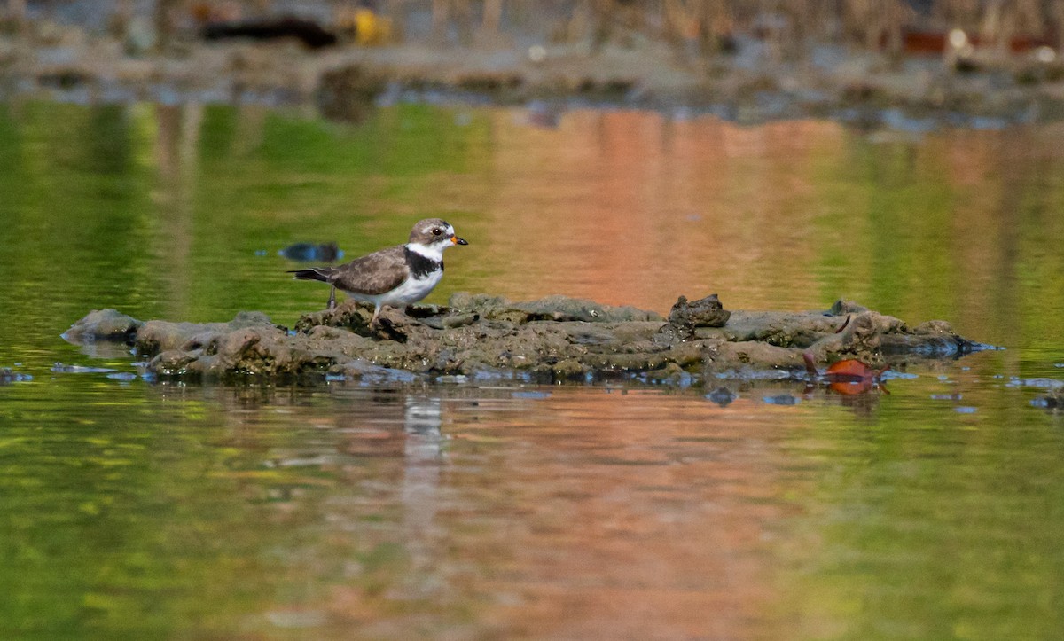 Semipalmated Plover - ML439072741