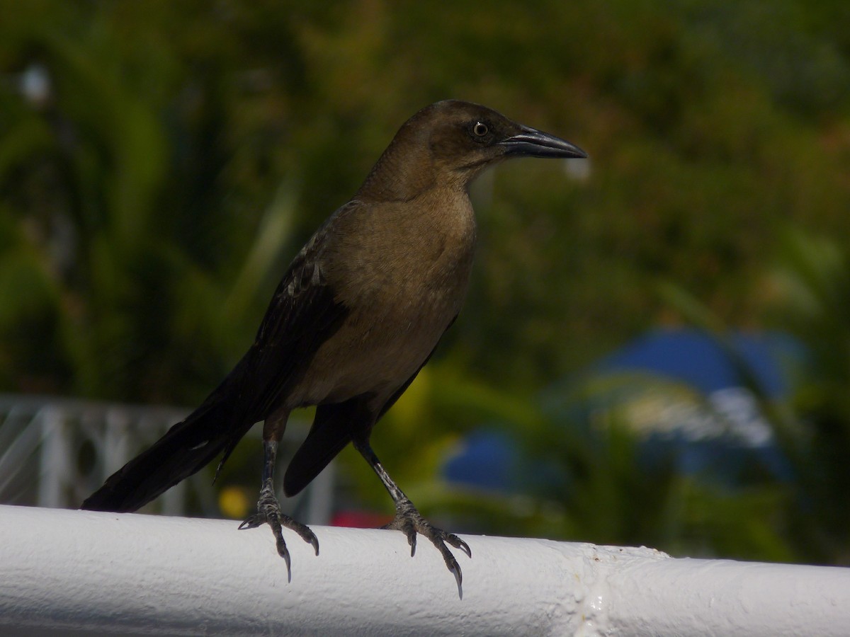 Great-tailed Grackle - ML43907541
