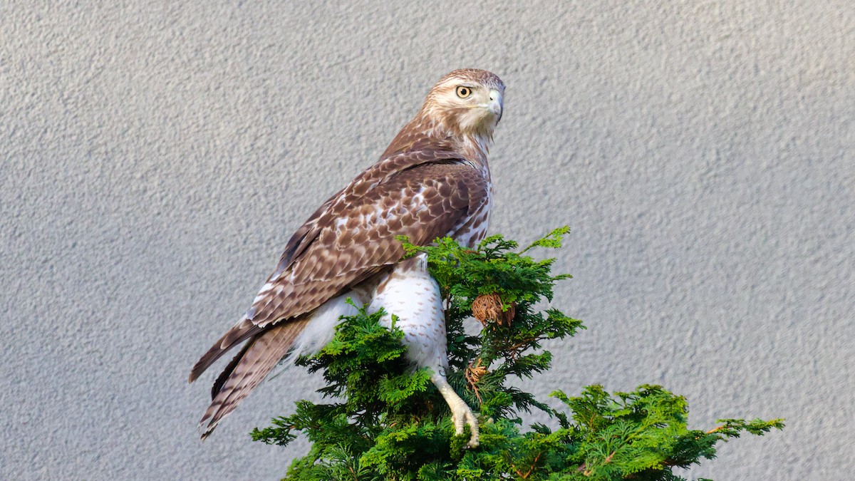 Red-tailed Hawk - ML439078541