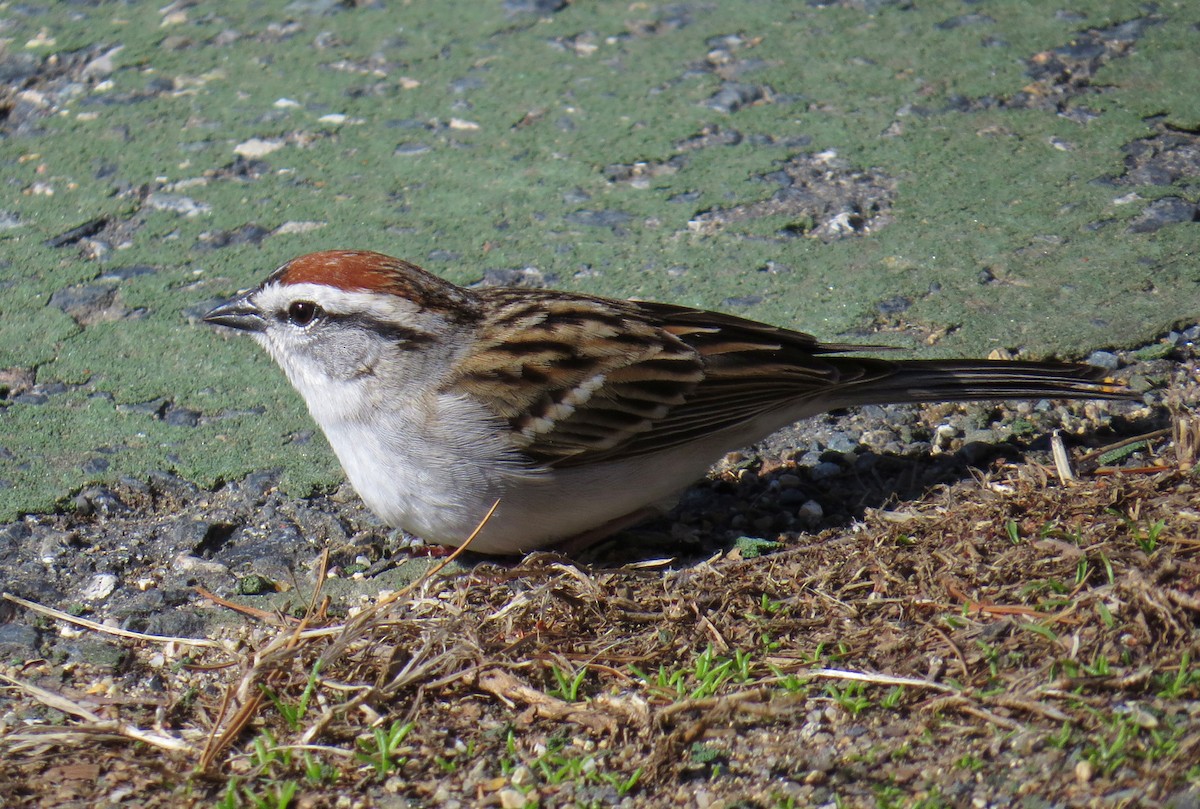 Chipping Sparrow - ML439079801