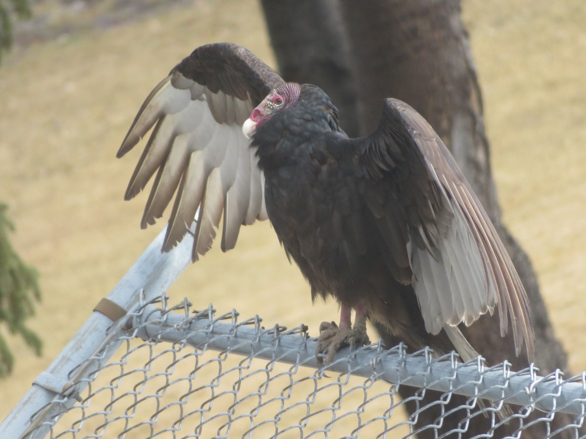 Turkey Vulture - Aric Gjervold