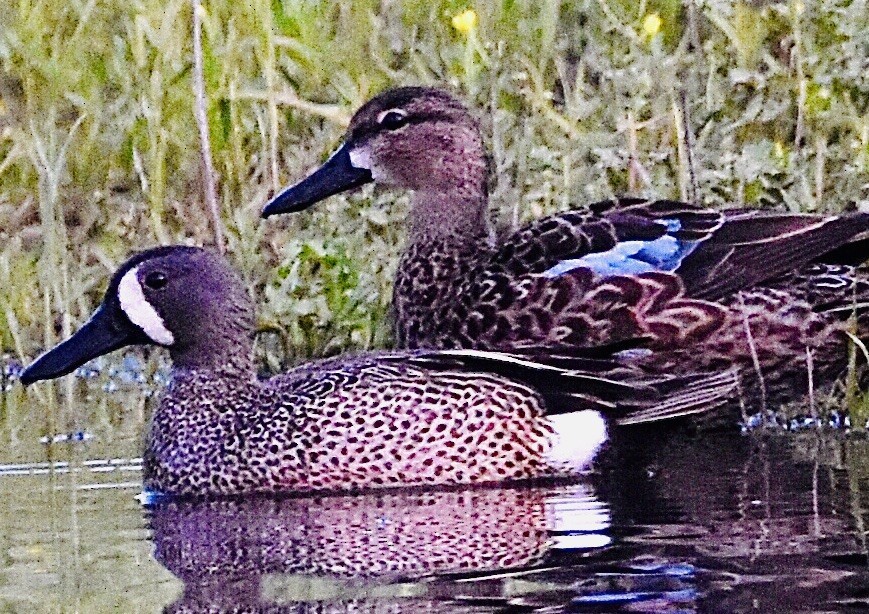 Blue-winged Teal - ML439088261