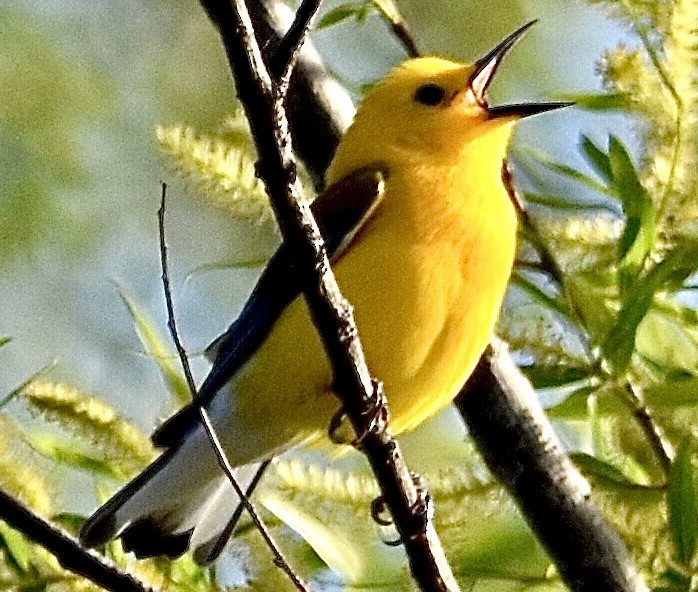 Prothonotary Warbler - ML439088401