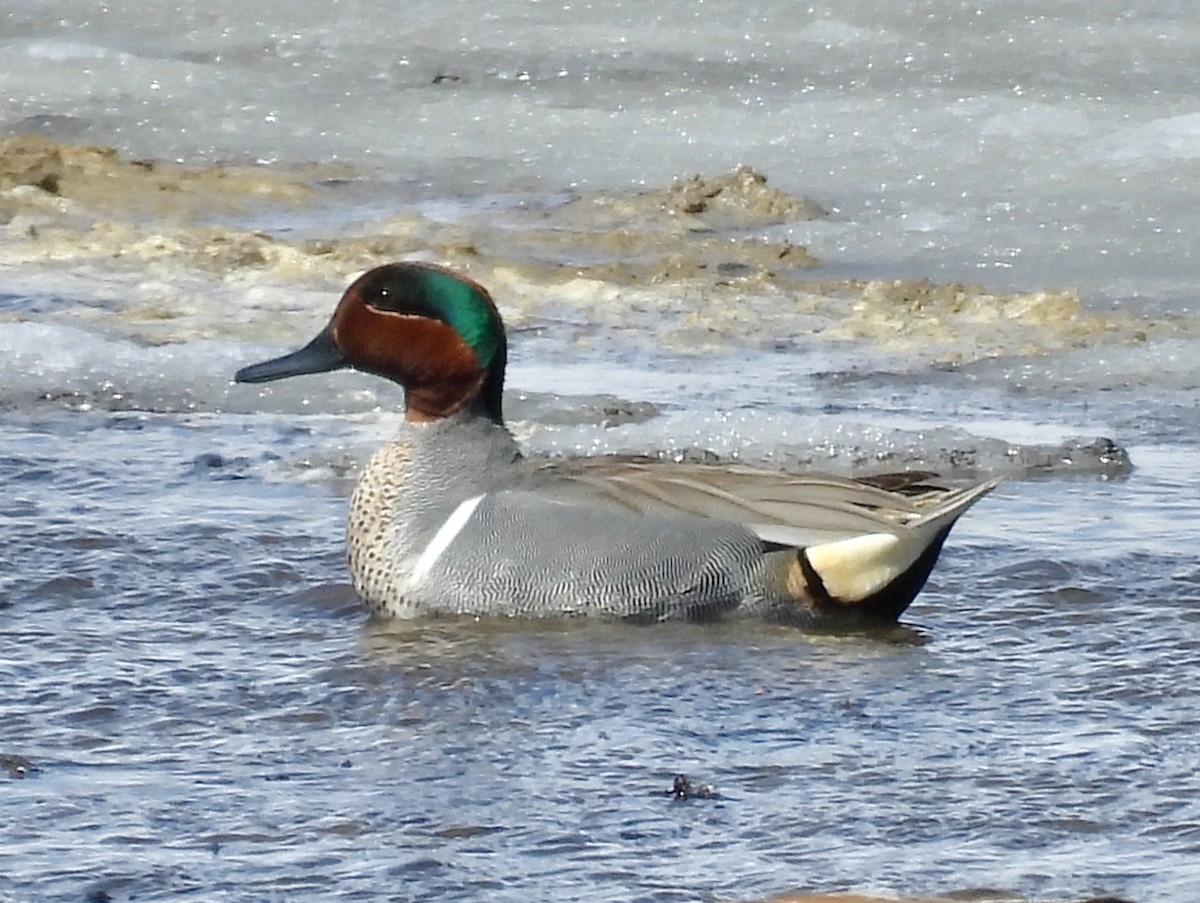 Green-winged Teal - ML439094671