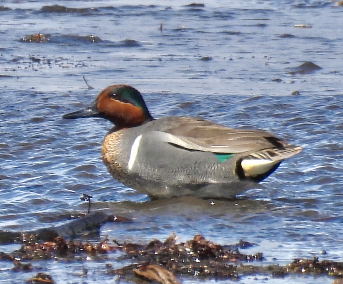 Green-winged Teal - ML439094701