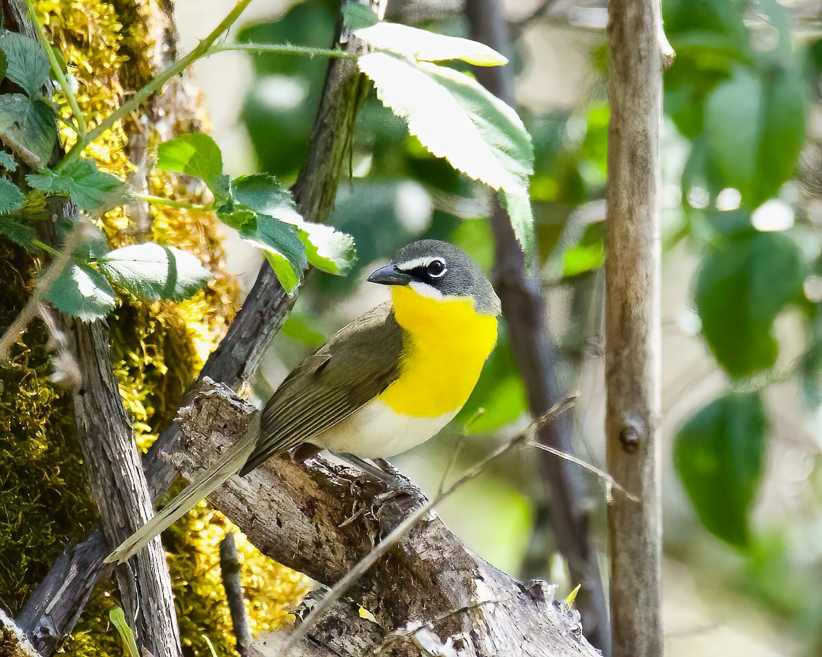 Yellow-breasted Chat - ML439095081