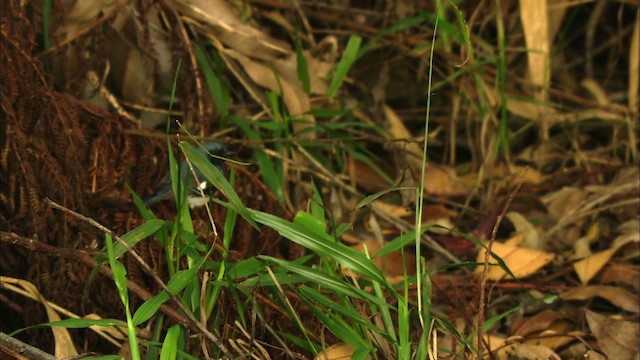Black-throated Blue Warbler - ML439097