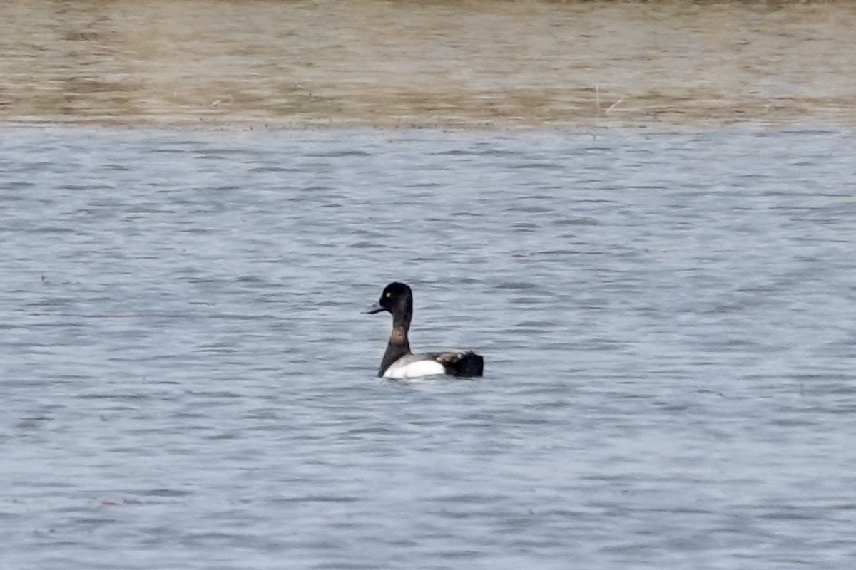 Greater Scaup - ML439099181