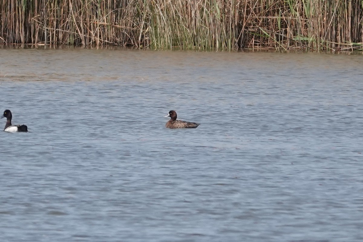 Greater Scaup - ML439099251