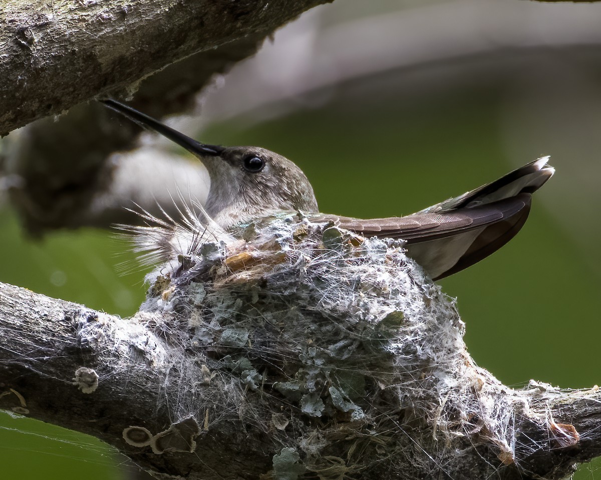 Ruby-throated Hummingbird - Dana Sudborough