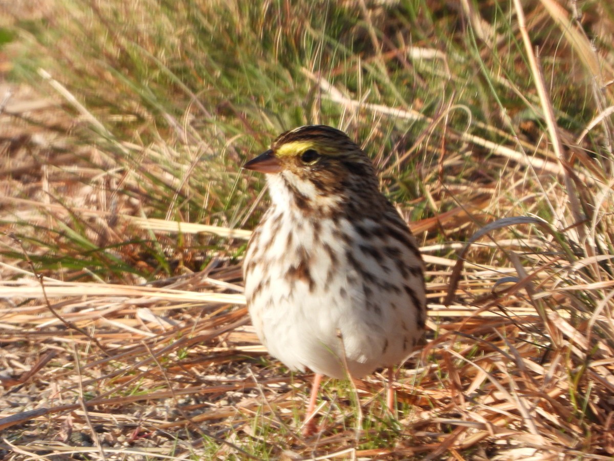 Savannah Sparrow - ML439101271