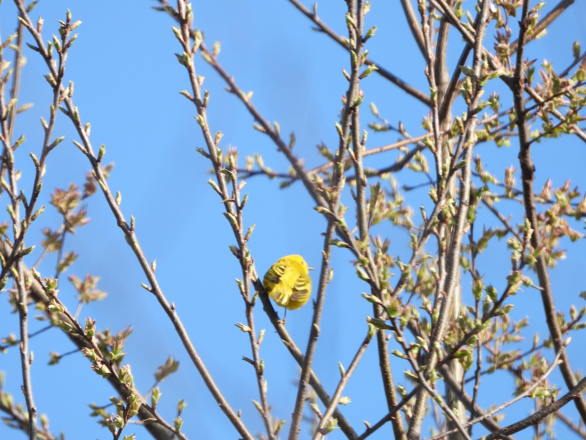 Yellow Warbler - ML439101381