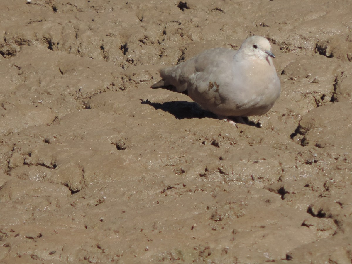 Golden-spotted Ground Dove - Nazareno Yunes Del Carlo