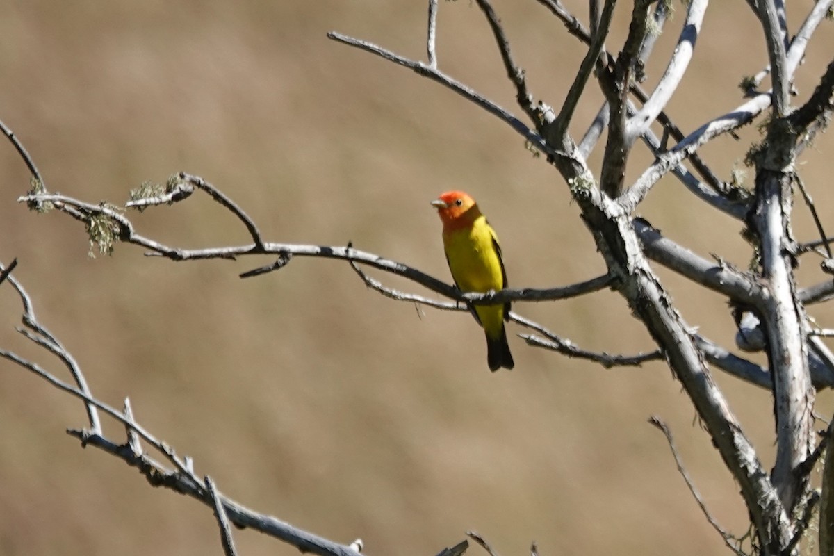 Western Tanager - ML439111081