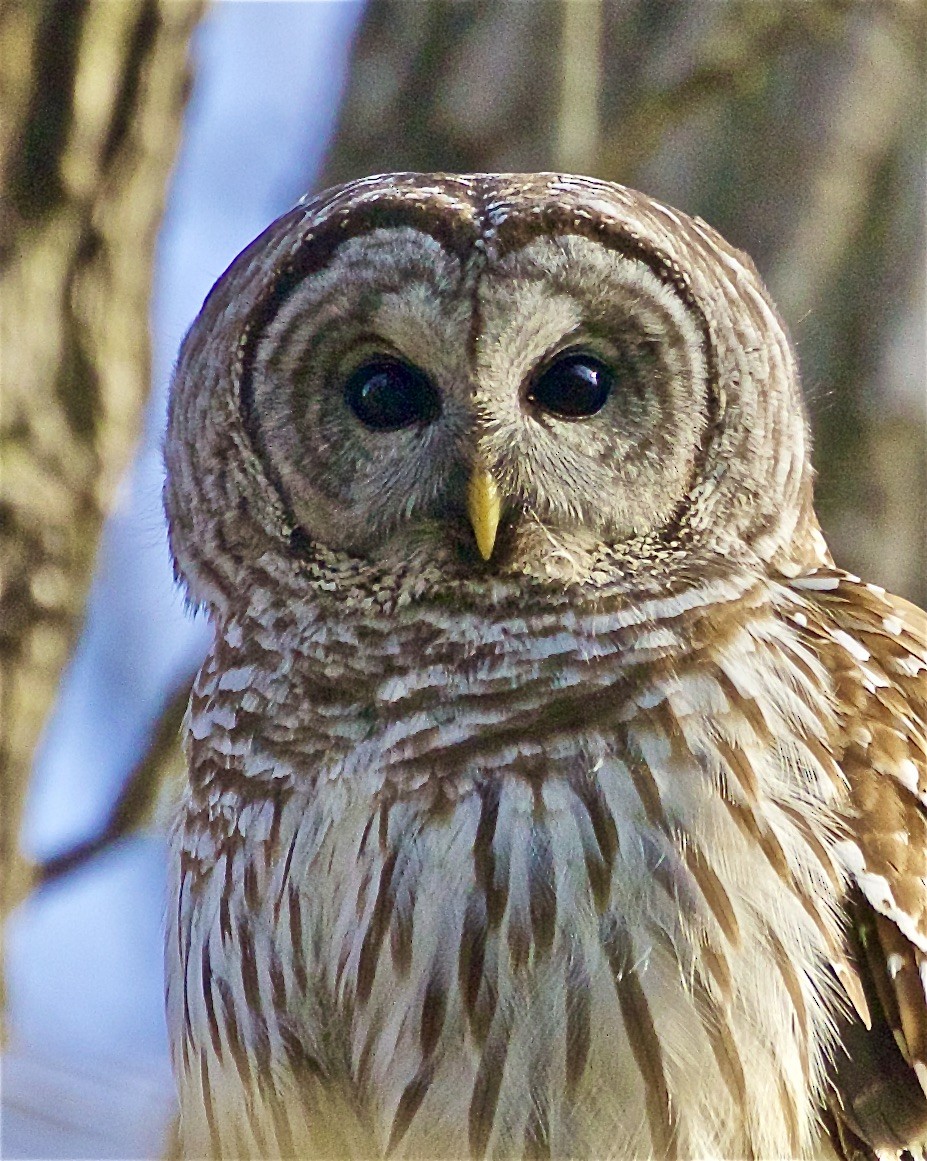 Barred Owl - ML439117361