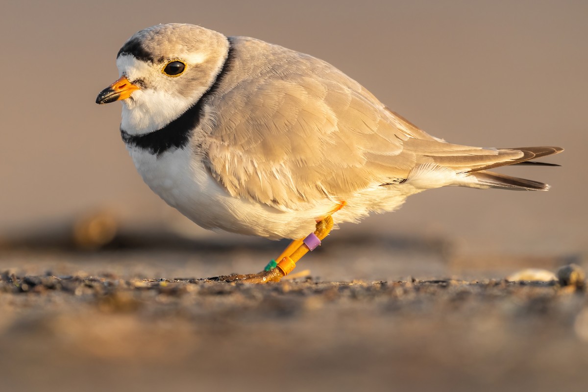 Piping Plover - ML439120631