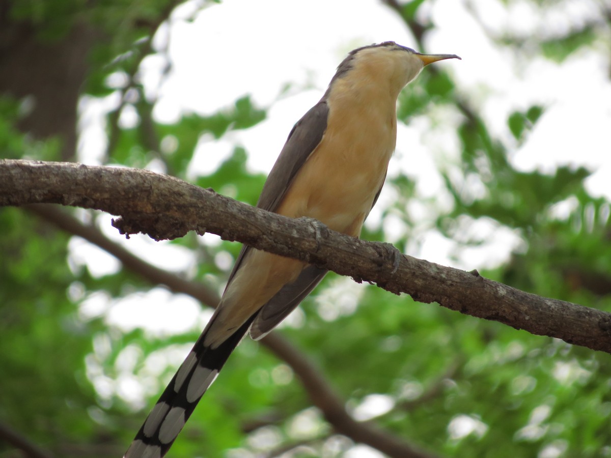 Mangrove Cuckoo - Rohan van Twest