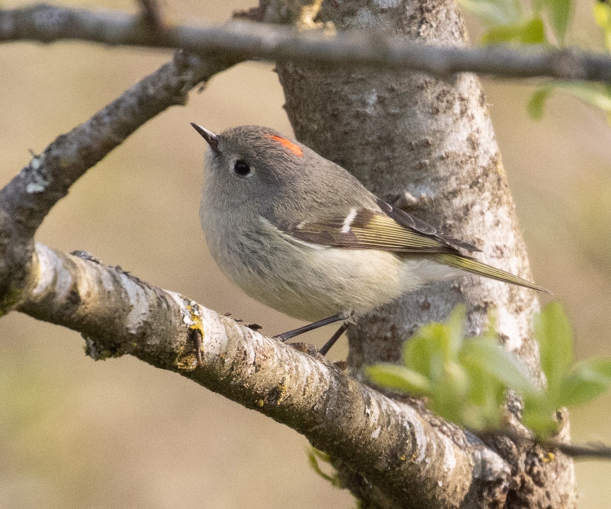 Ruby-crowned Kinglet - Colin Clasen