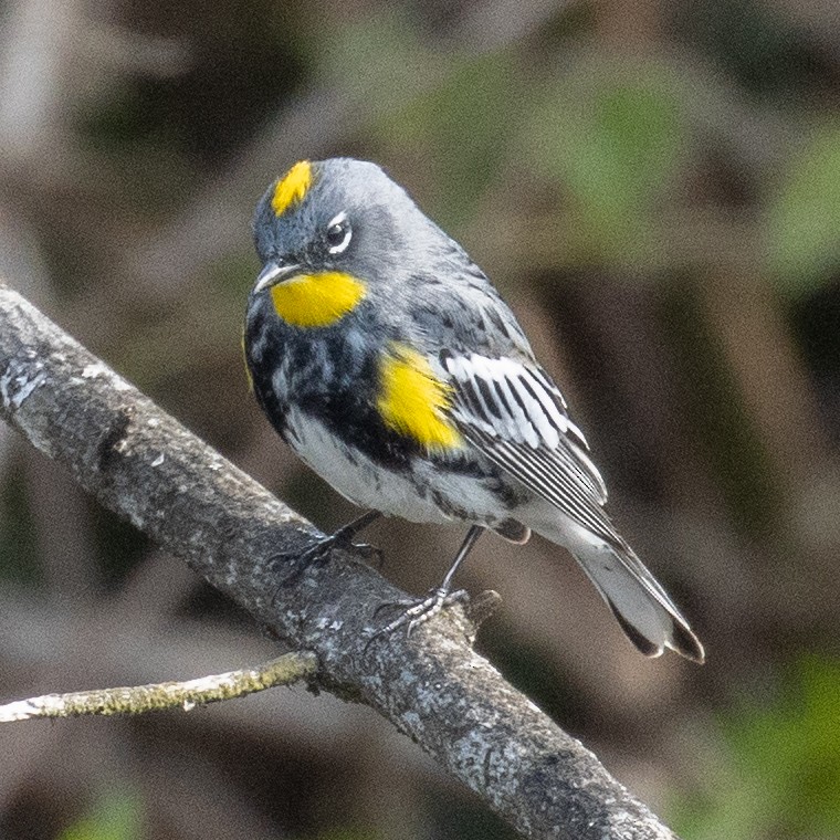 Yellow-rumped Warbler (Audubon's) - ML439132721