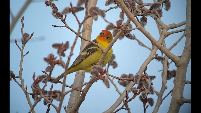 Western Tanager - ML439139971