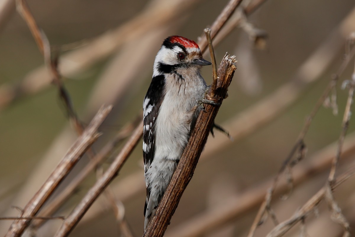 Lesser Spotted Woodpecker - ML439141411