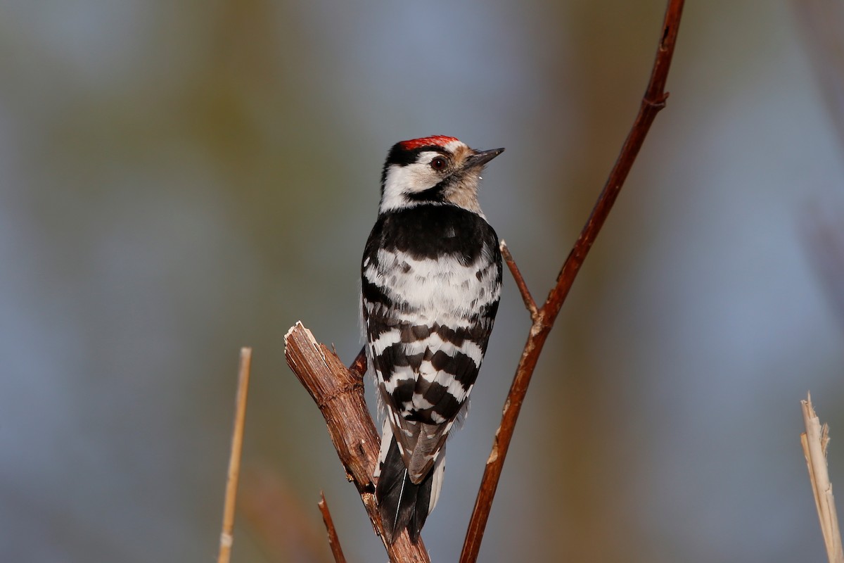 Lesser Spotted Woodpecker - ML439141421