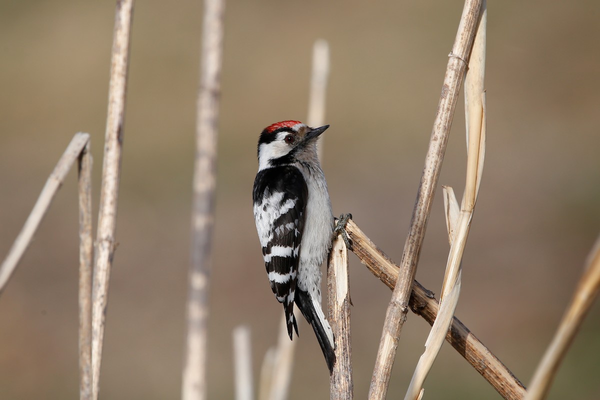 Lesser Spotted Woodpecker - ML439141611