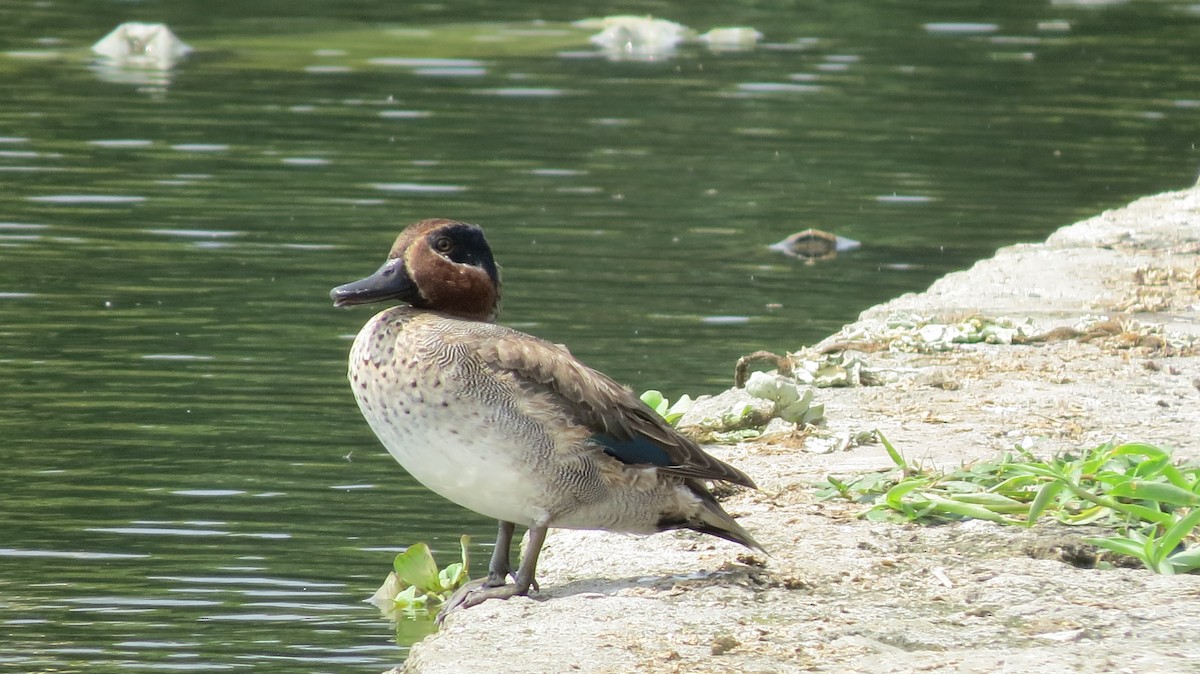 Green-winged Teal - ML43914431