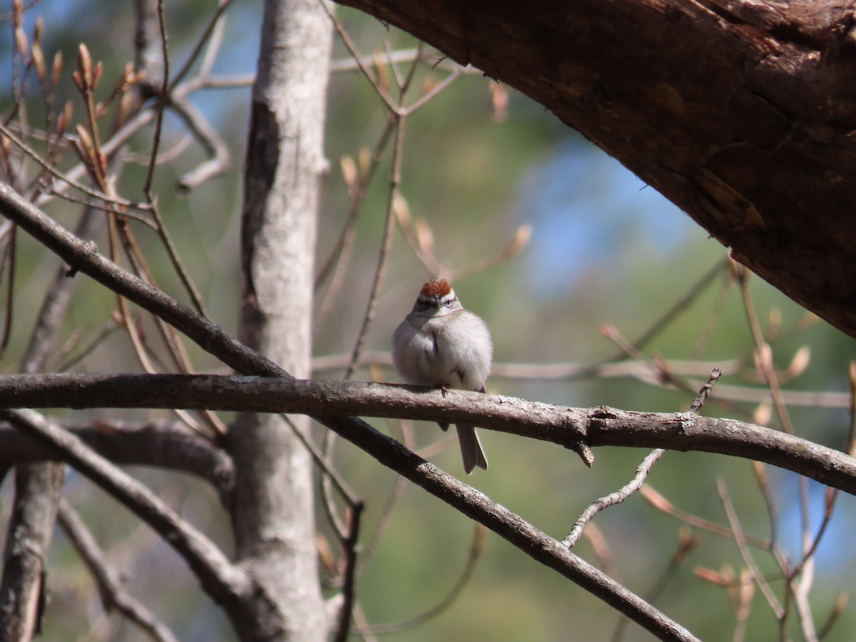 Chipping Sparrow - ML439144411