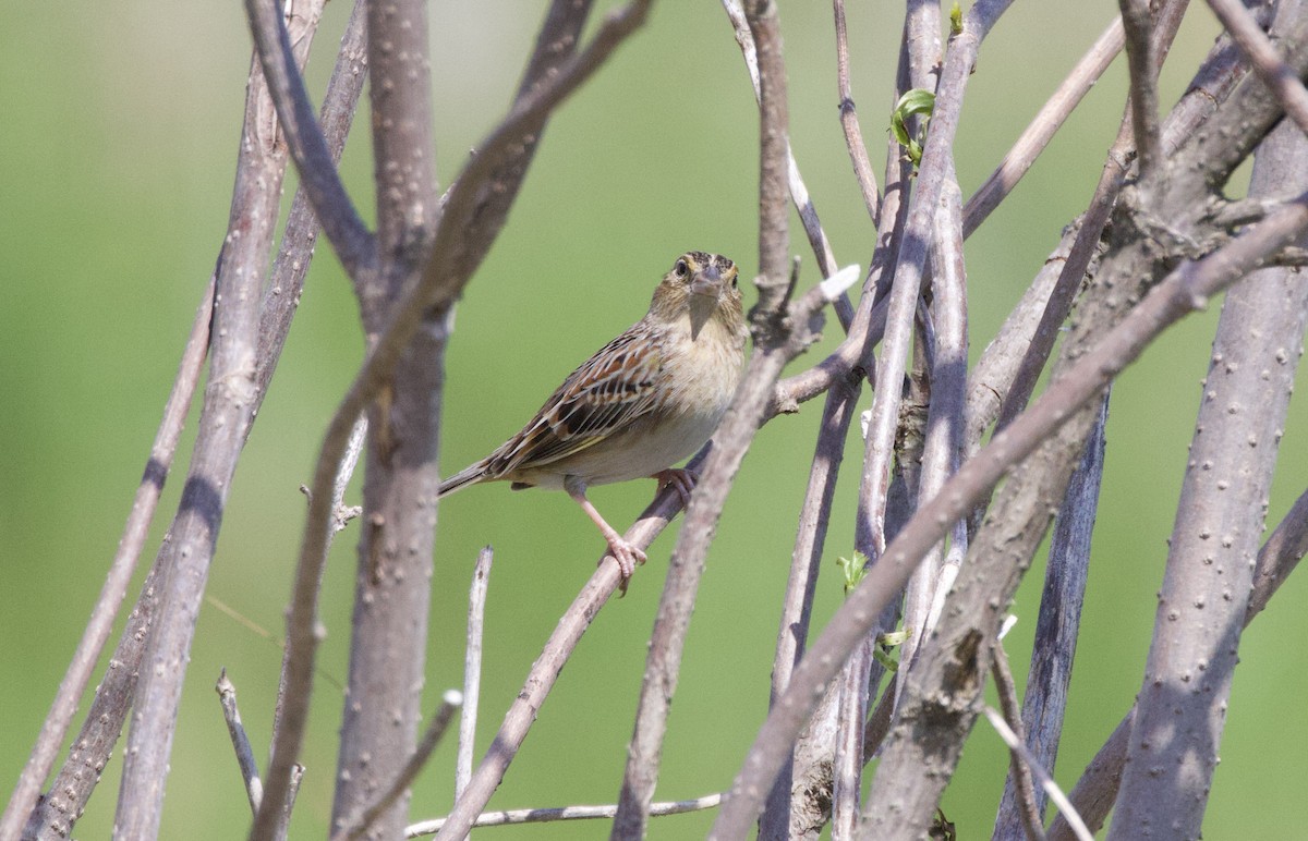 Grasshopper Sparrow - ML439148691