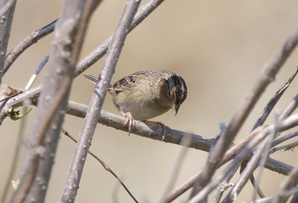 Grasshopper Sparrow - ML439148721