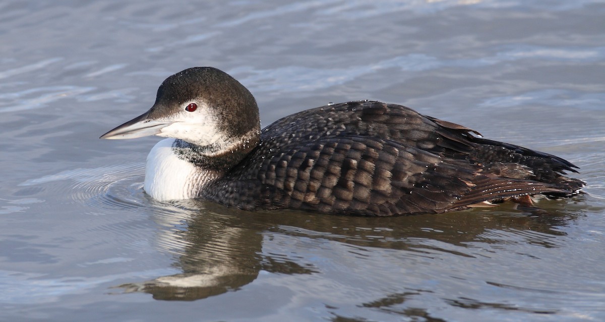 Common Loon - Dave Spier