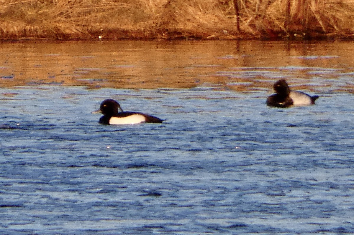 Tufted Duck - ML439152151
