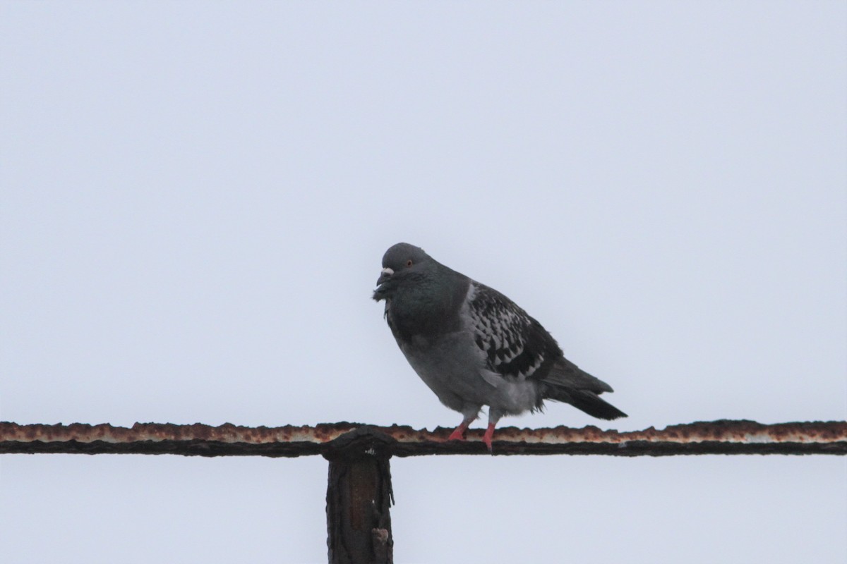 Rock Pigeon (Feral Pigeon) - Scott Timmer