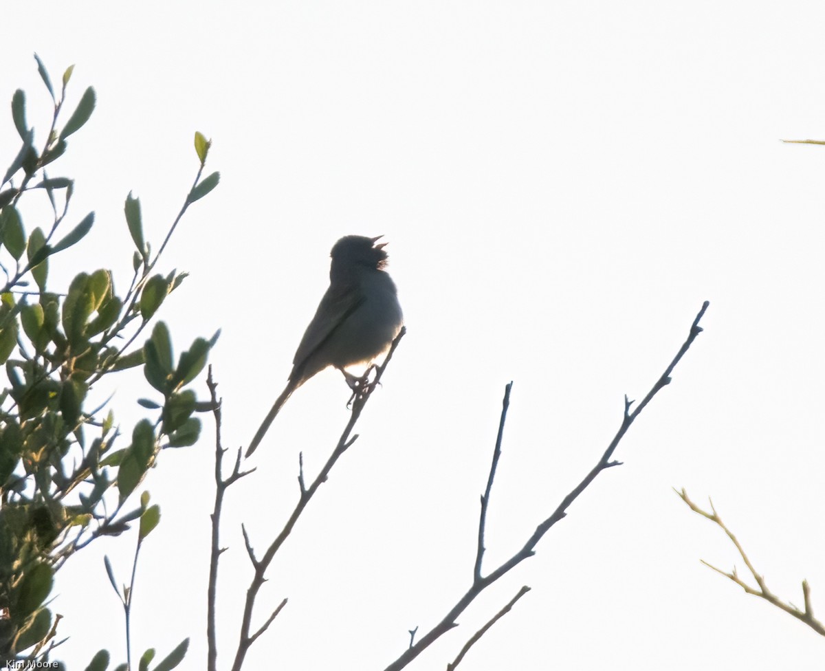 Black-chinned Sparrow - ML439165601