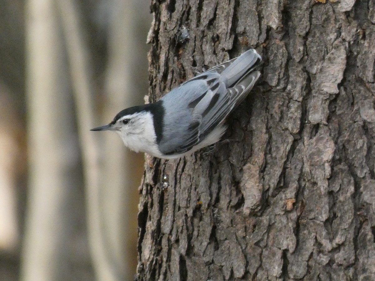 White-breasted Nuthatch - ML439170071
