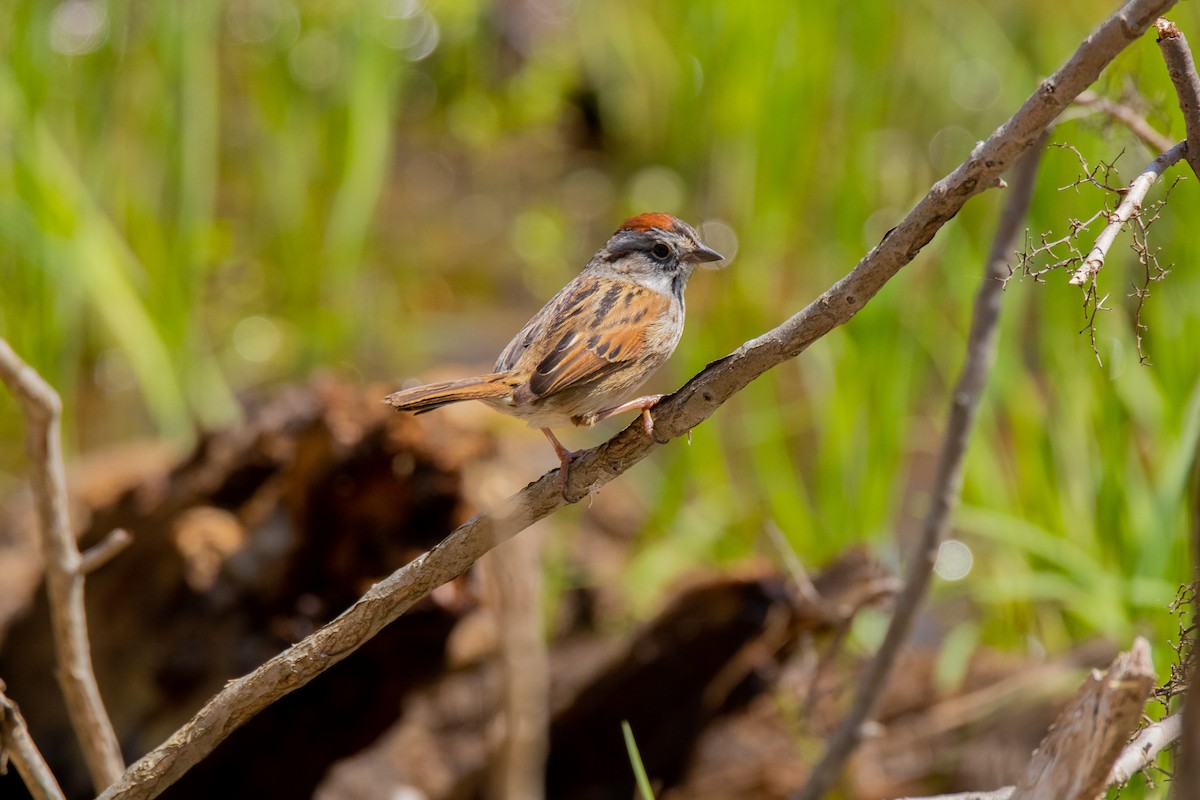 Swamp Sparrow - ML439170141