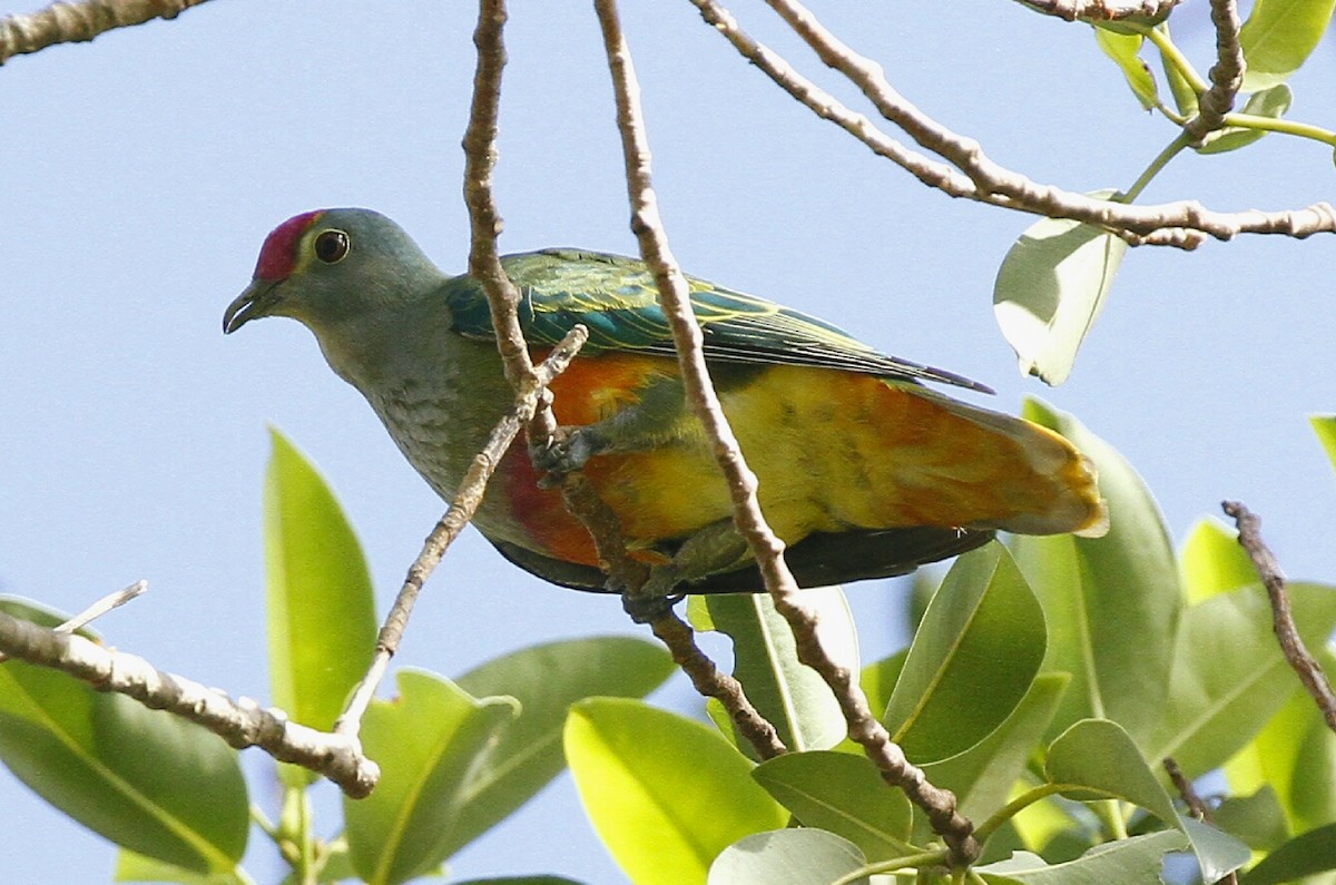 Rose-crowned Fruit-Dove - ML43917571