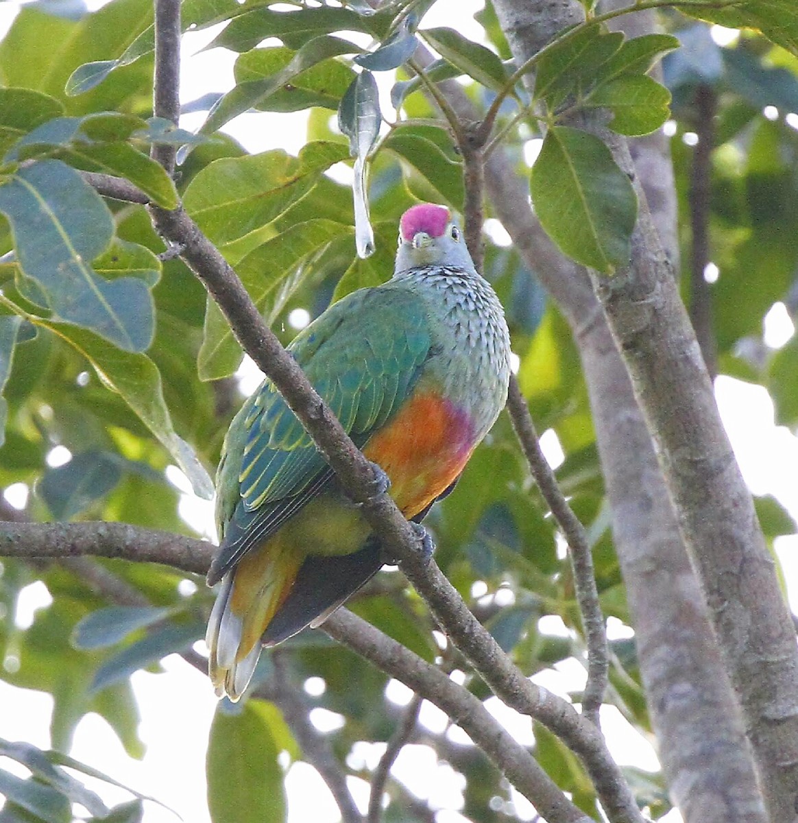 Rose-crowned Fruit-Dove - ML43917621