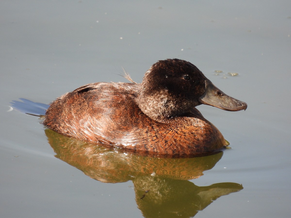 Andean Duck - ML439178321