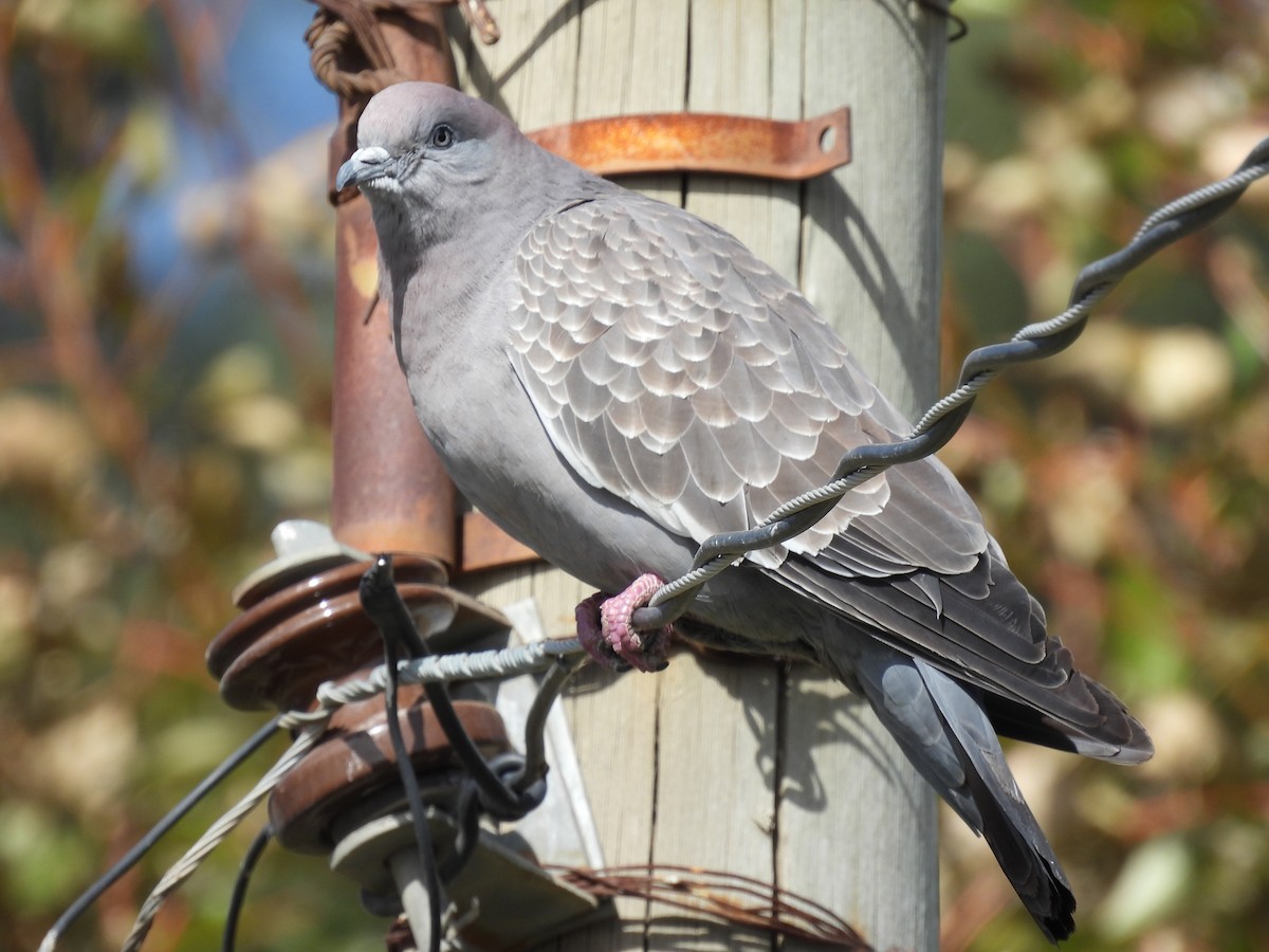 Spot-winged Pigeon - ML439179611