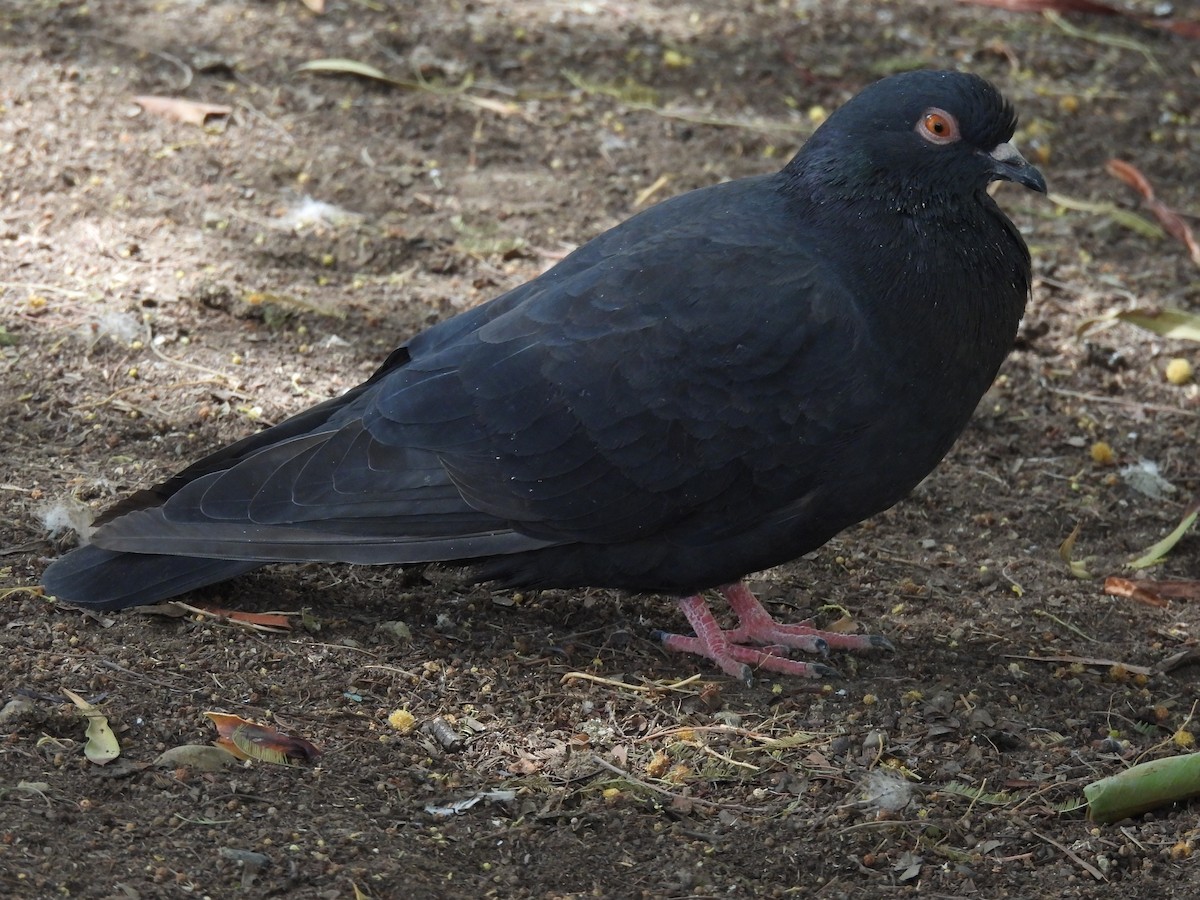 Rock Pigeon (Feral Pigeon) - ML439184361